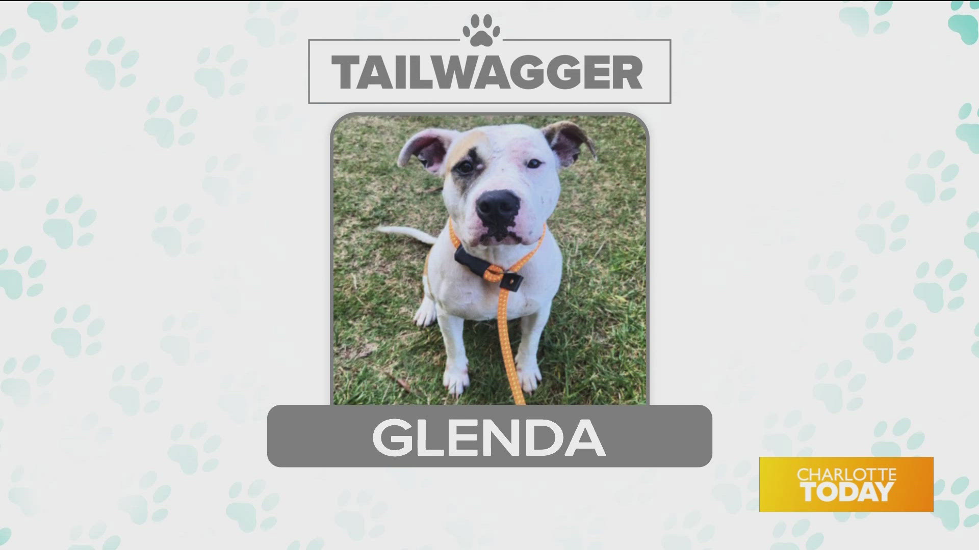 Glenda is available for adoption today from Animal Care & Control 