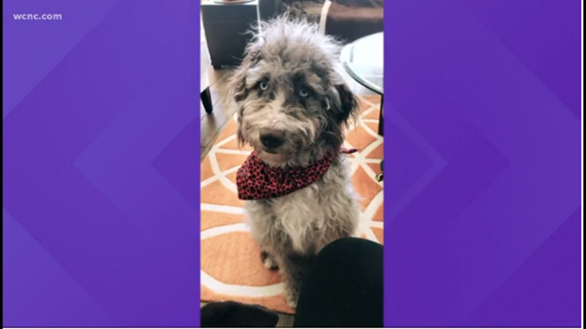 Dog dies after jumping off apartment's rooftop park