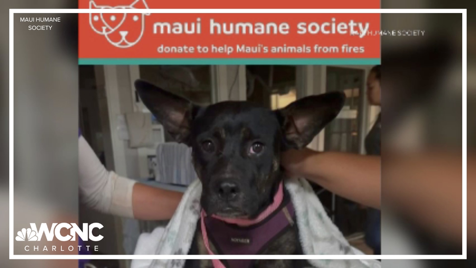 Samantha Ahrens is hoping to raise awareness for the Maui Humane Society following the deadly wildfires.