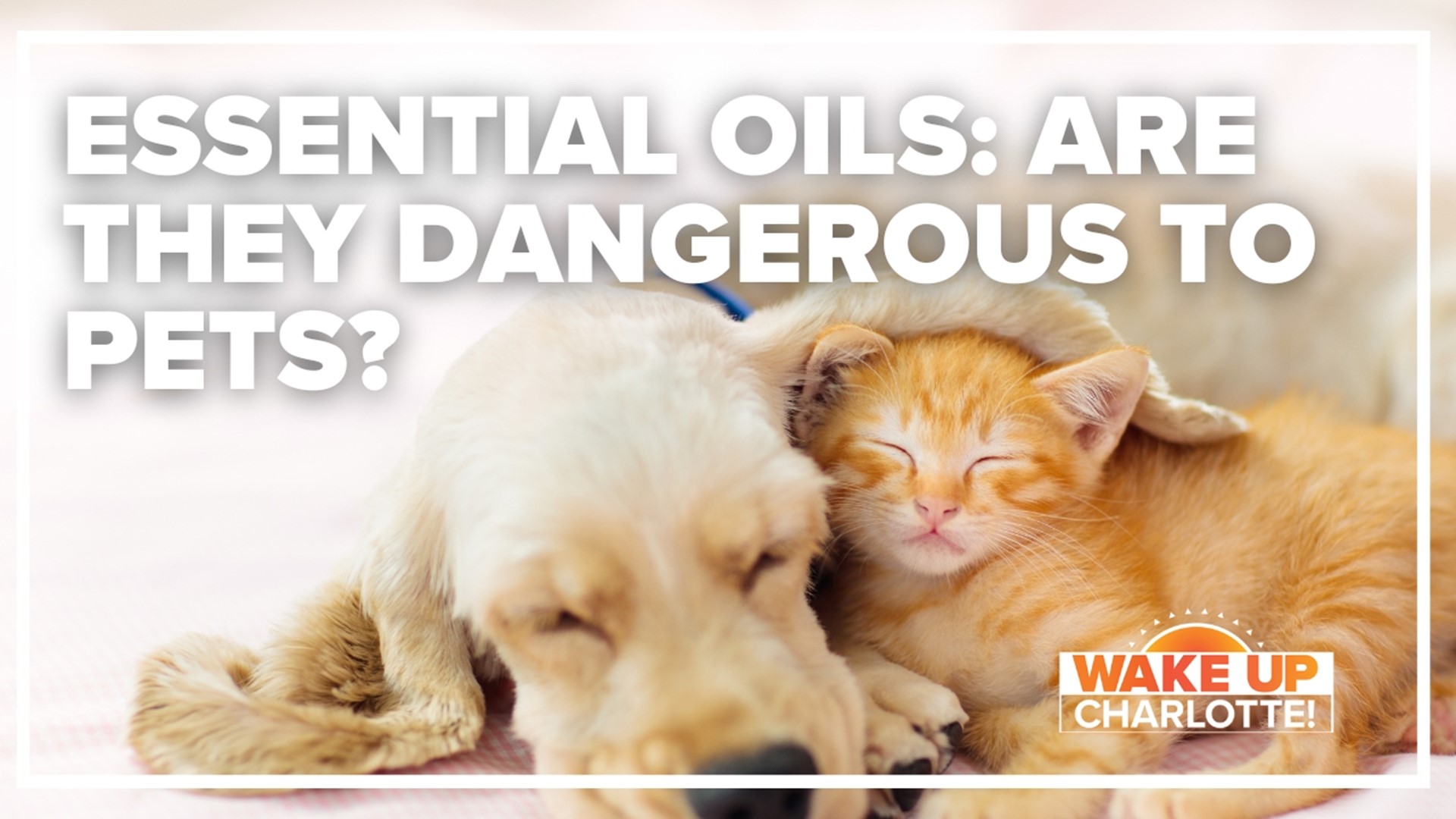 Are oil diffusers unsafe for your pets to smell? 