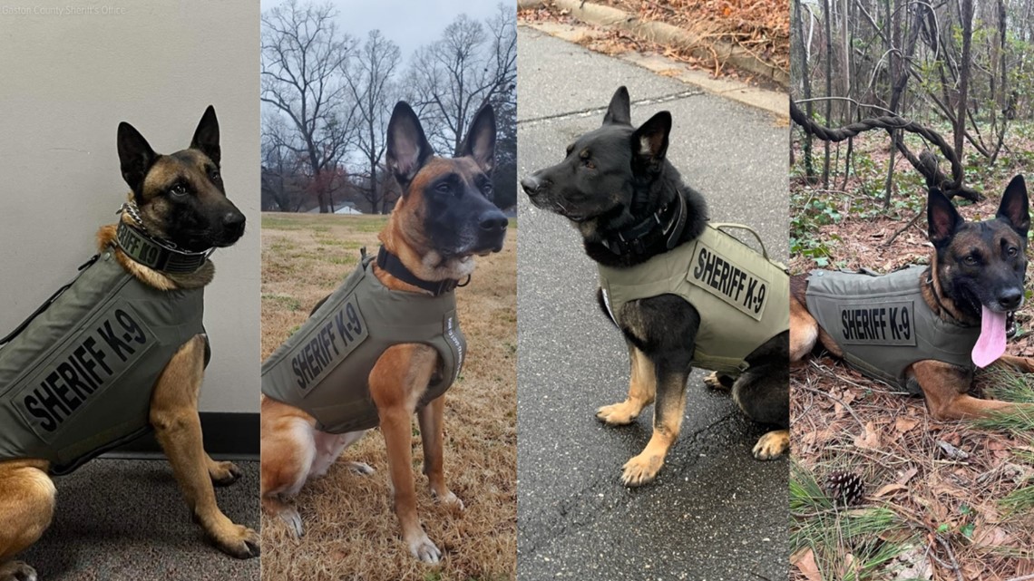 Gaston County K-9s get bullet protective vests - Vimarsana News