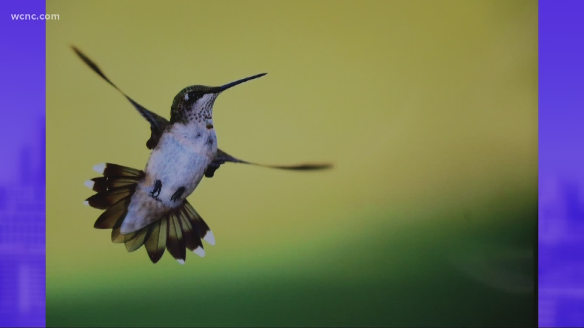 An up close look at hummingbirds | wcnc.com
