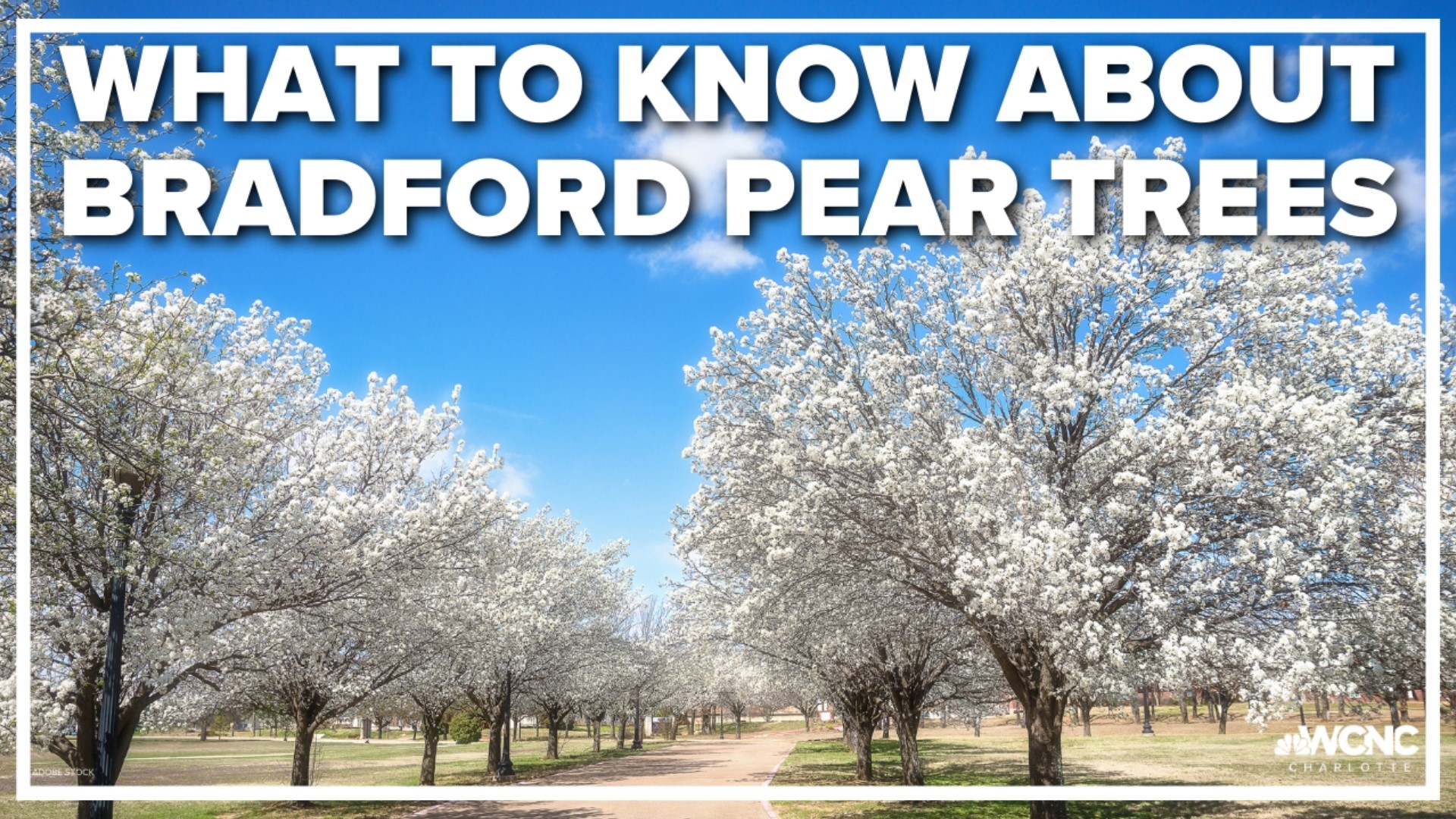 Meteorologist KJ Jacobs spoke with an arborist about Bradford pear trees.