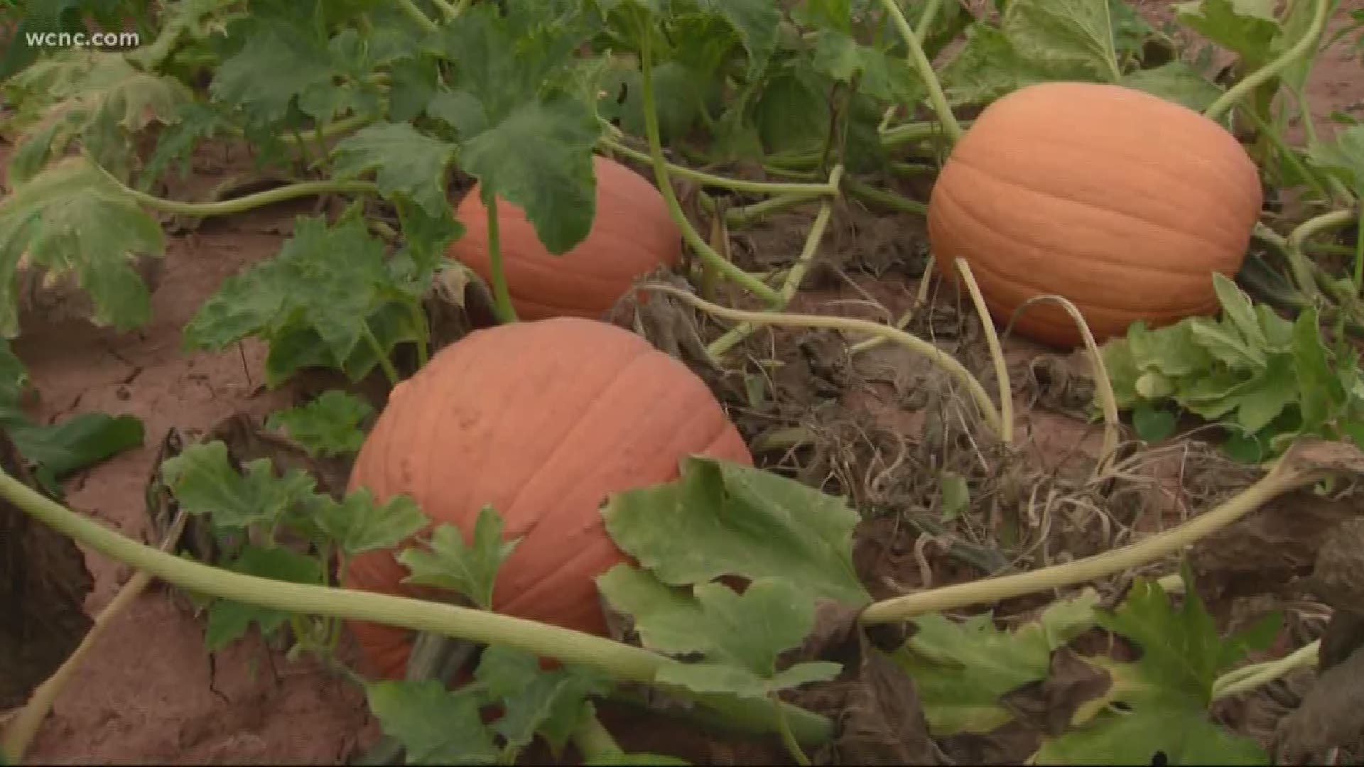 When it comes to prime apple development, the key factor is a cold winter. Meanwhile, dry weather can be good for pumpkins.