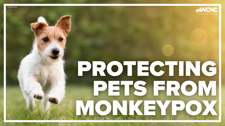 How to protect your pets from monkeypox