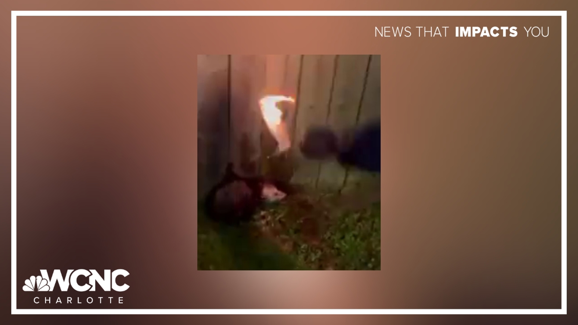 The now-viral video prompted a flurry of tips and complaints to NC wildlife officials.