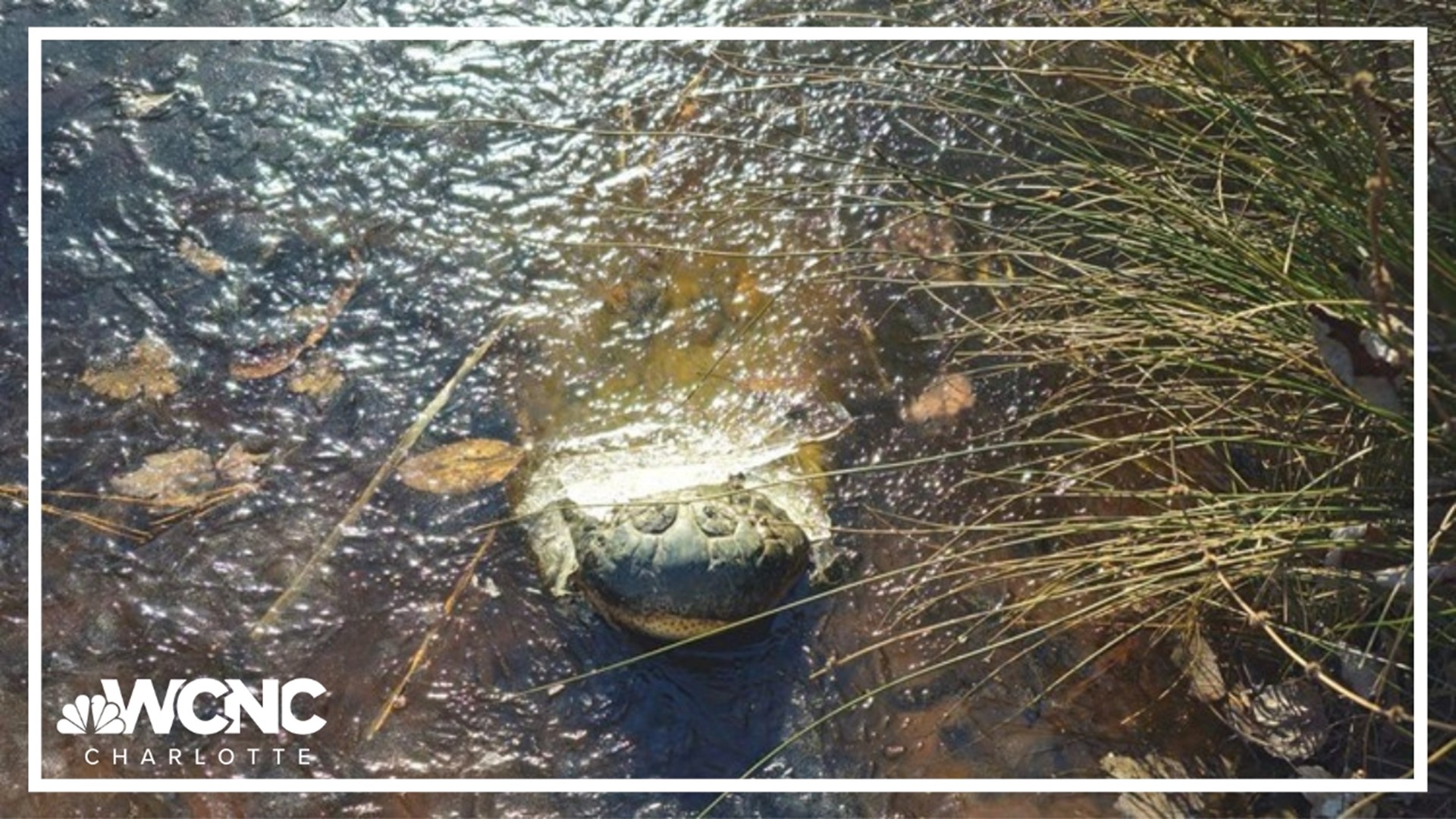 Alligators at the Swamp Park in Ocean Isle Beach were frozen in water due to icy temperatures.