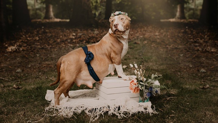 Pits & Giggles Rescue rescue pitbull maternity photoshoot