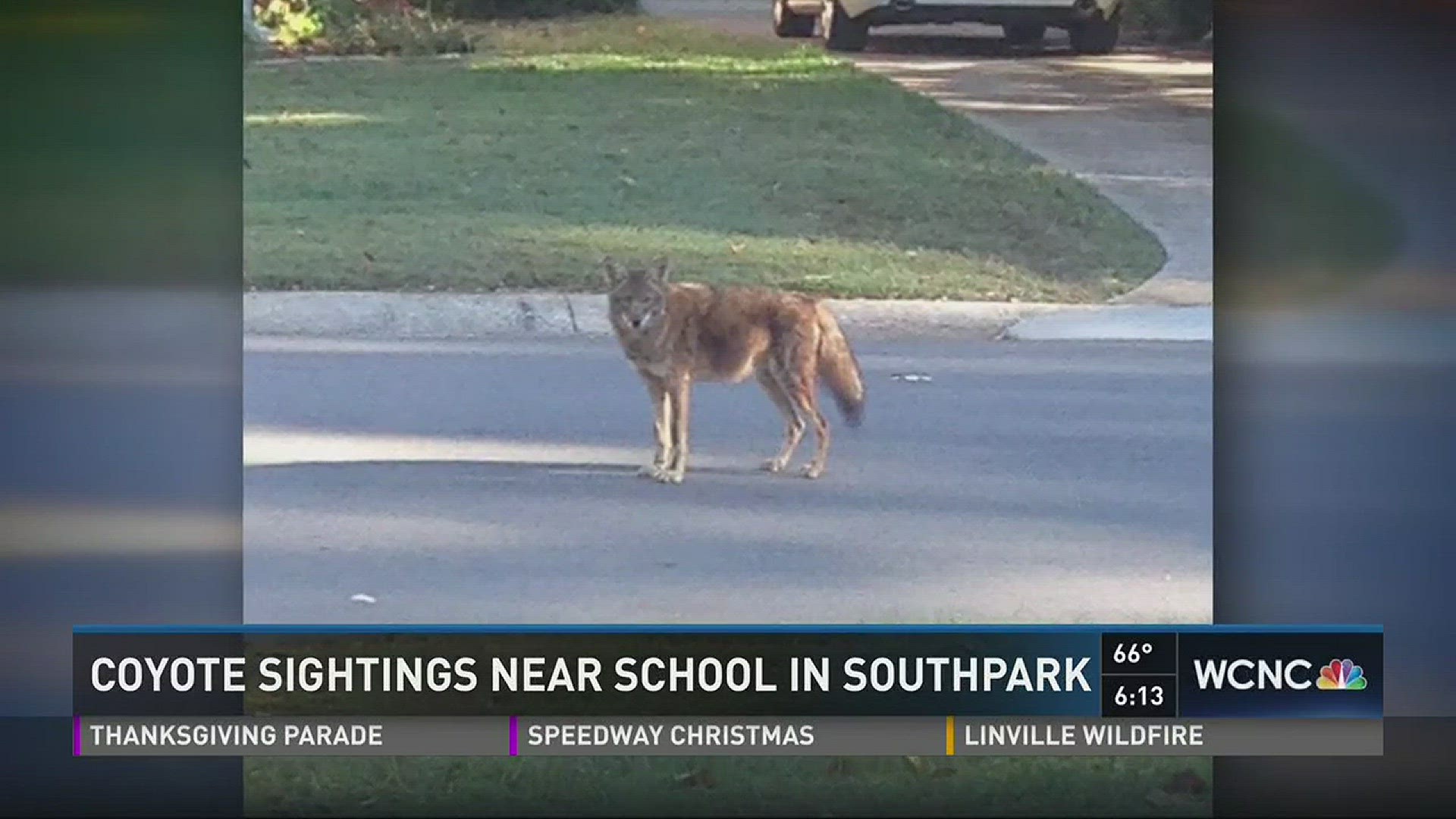 Trick or treaters in Charlotte may be in for a real-life scare as coyote sightings were reported near a school in SouthPark.
