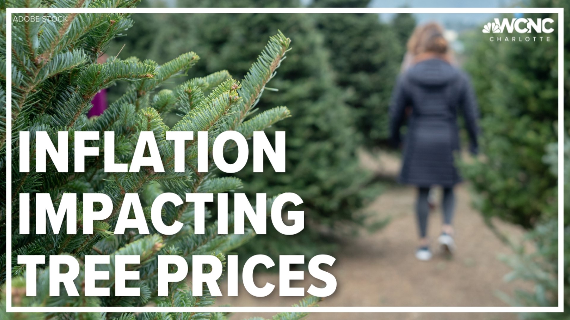 Experts estimate real Christmas trees will cost 10% to 15% more this year.