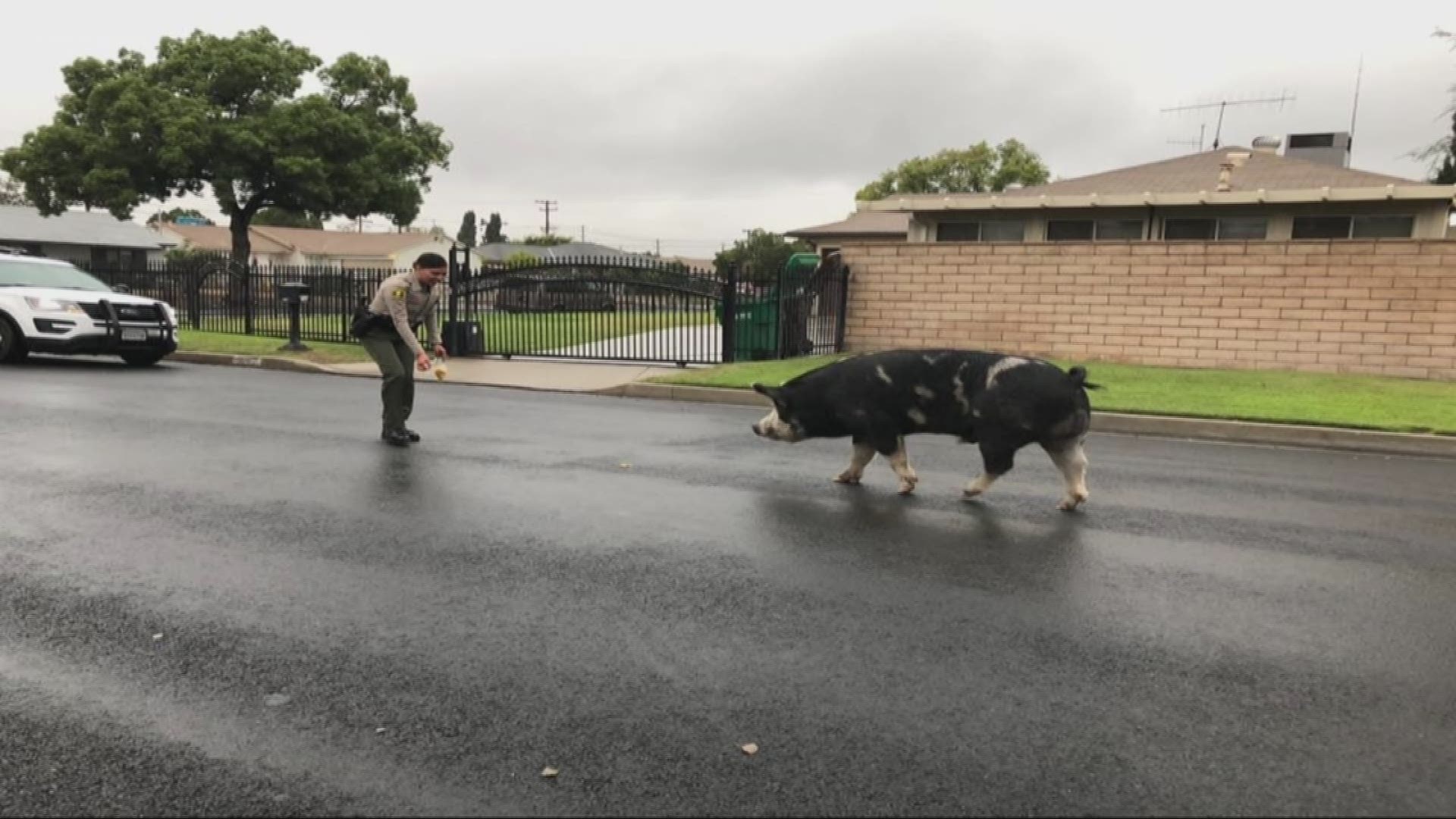A California sheriff's deputy is going viral after using a bag of Doritos to lure a loose pig back home.