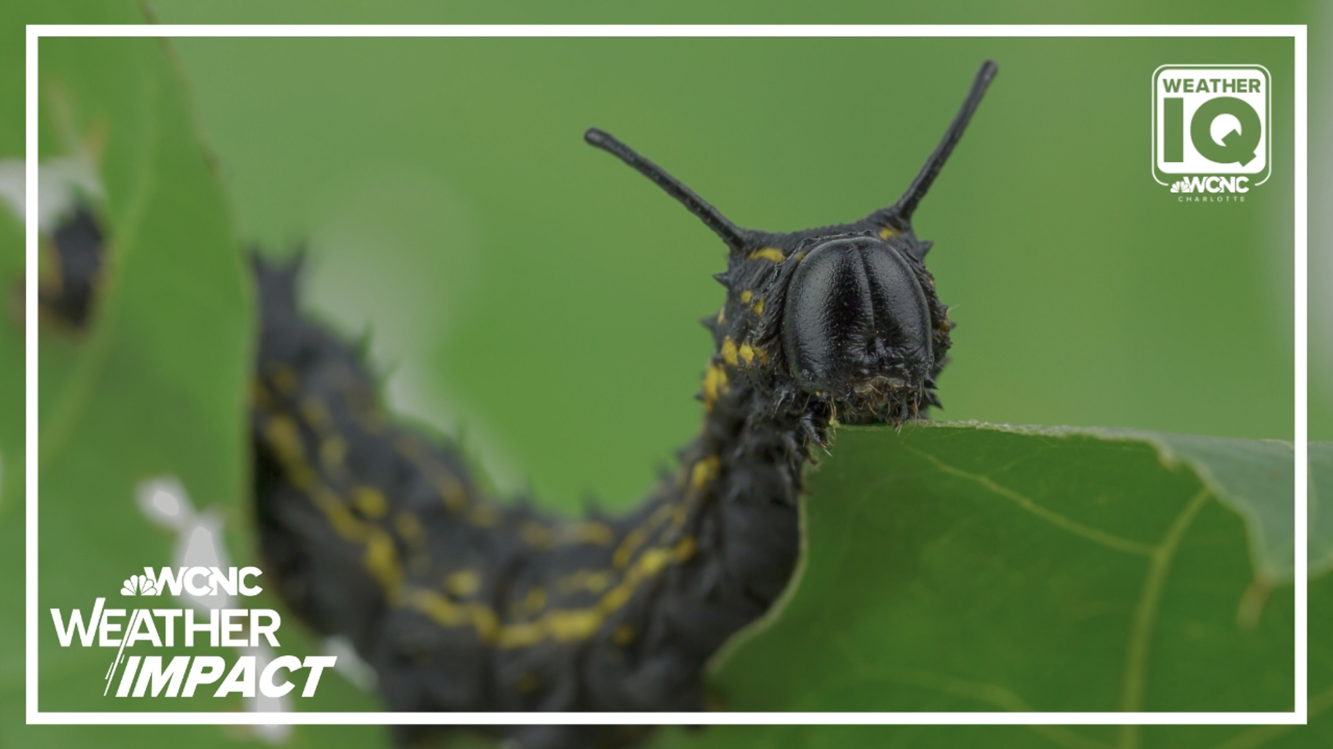 This type of worm is feasting on oak trees this summer. Learn about their impact during their most active time of the year.