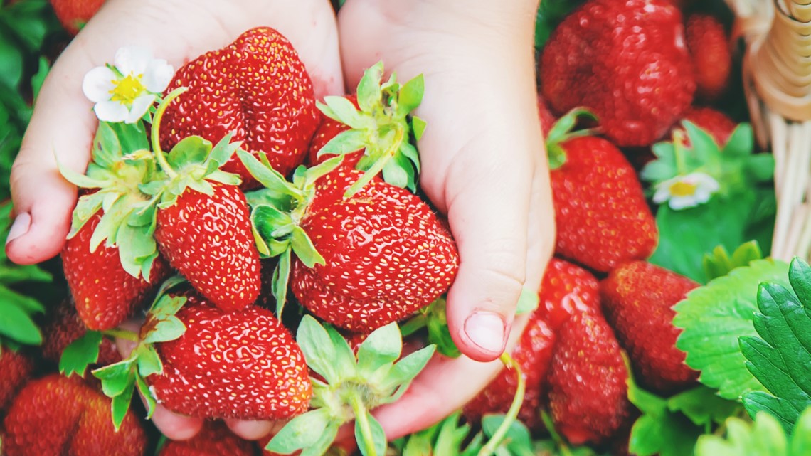 Where to go strawberry picking in Charlotte, North Carolina
