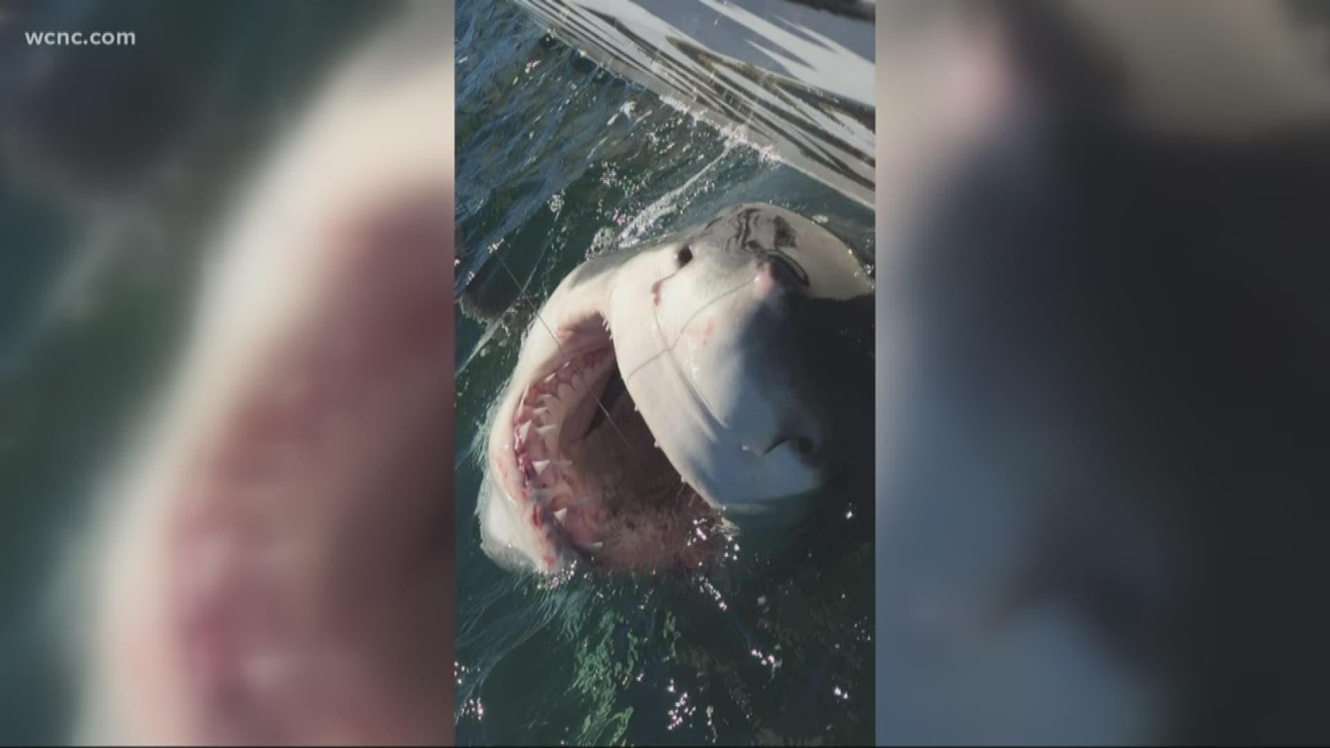 A fisherman off the Carolinas has named a shark after a hit-and-run victim whose killer remains free.