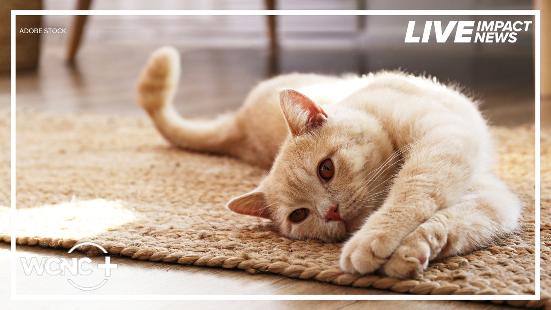 Cat Cafe Rescue: Heartwarming Stories of Feline Second Chances