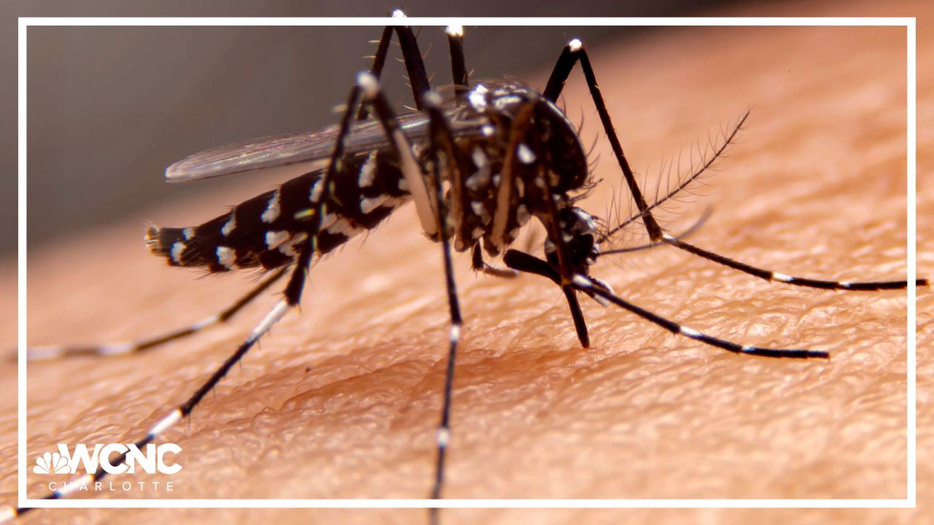 CDC leaders have confirmed a few cases of dengue fever in Mecklenburg County.