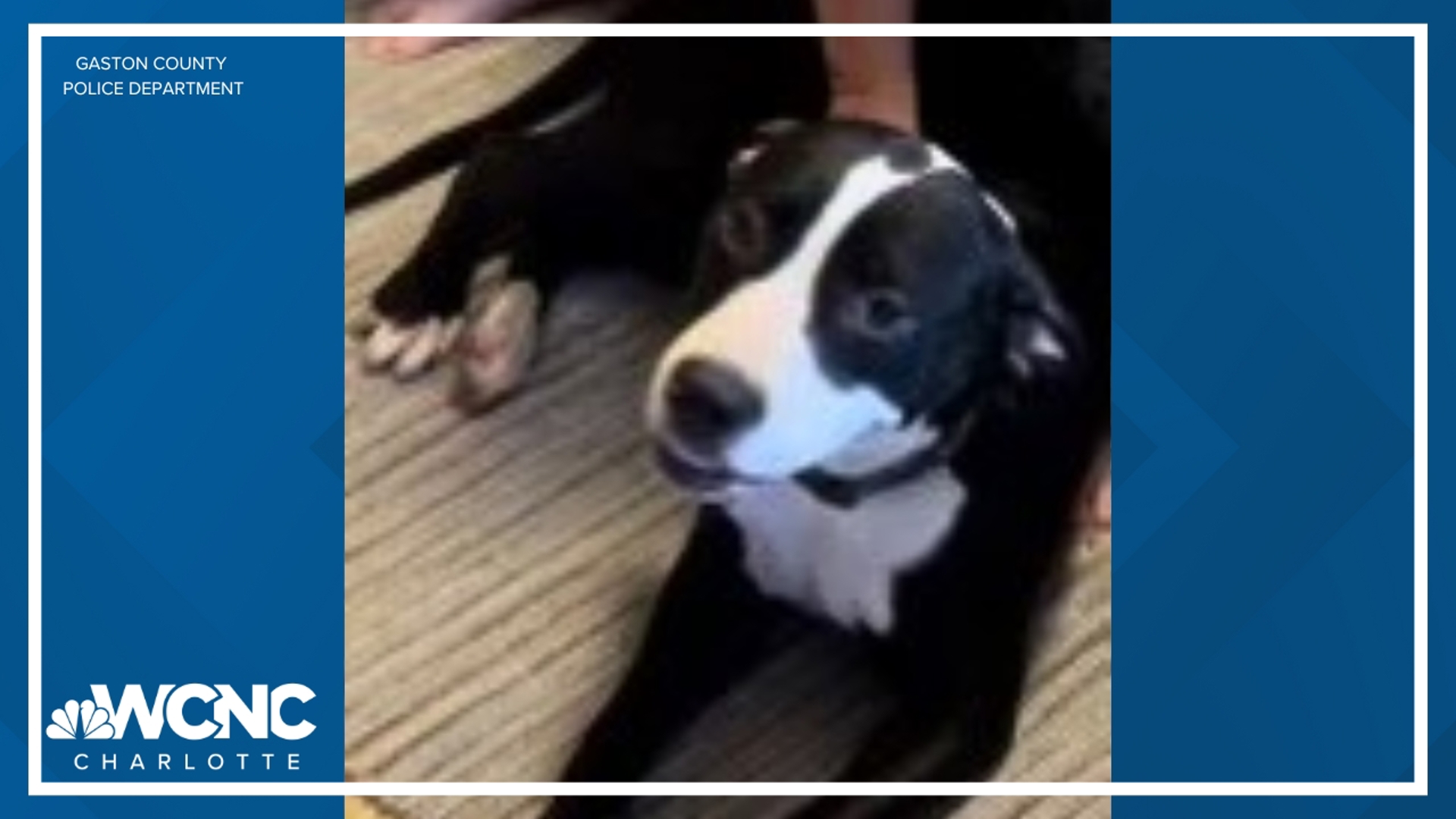 On July 8, a video shows a car stopping and stealing a black and white Pitbull mix.