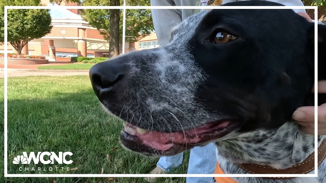 Dog rescues boy in Helene NC