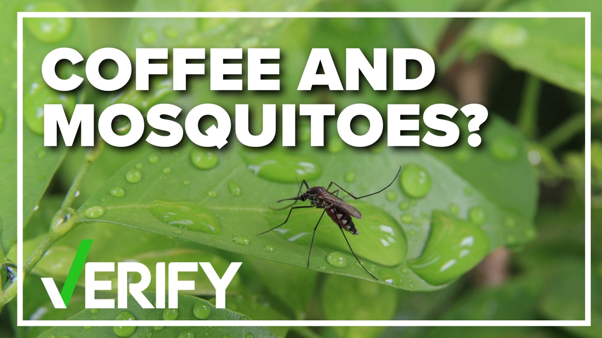 It's that time of year again-where the mosquitos are out. There are several remedies people suggest to get rid of them. One video claims coffee will do the trick.