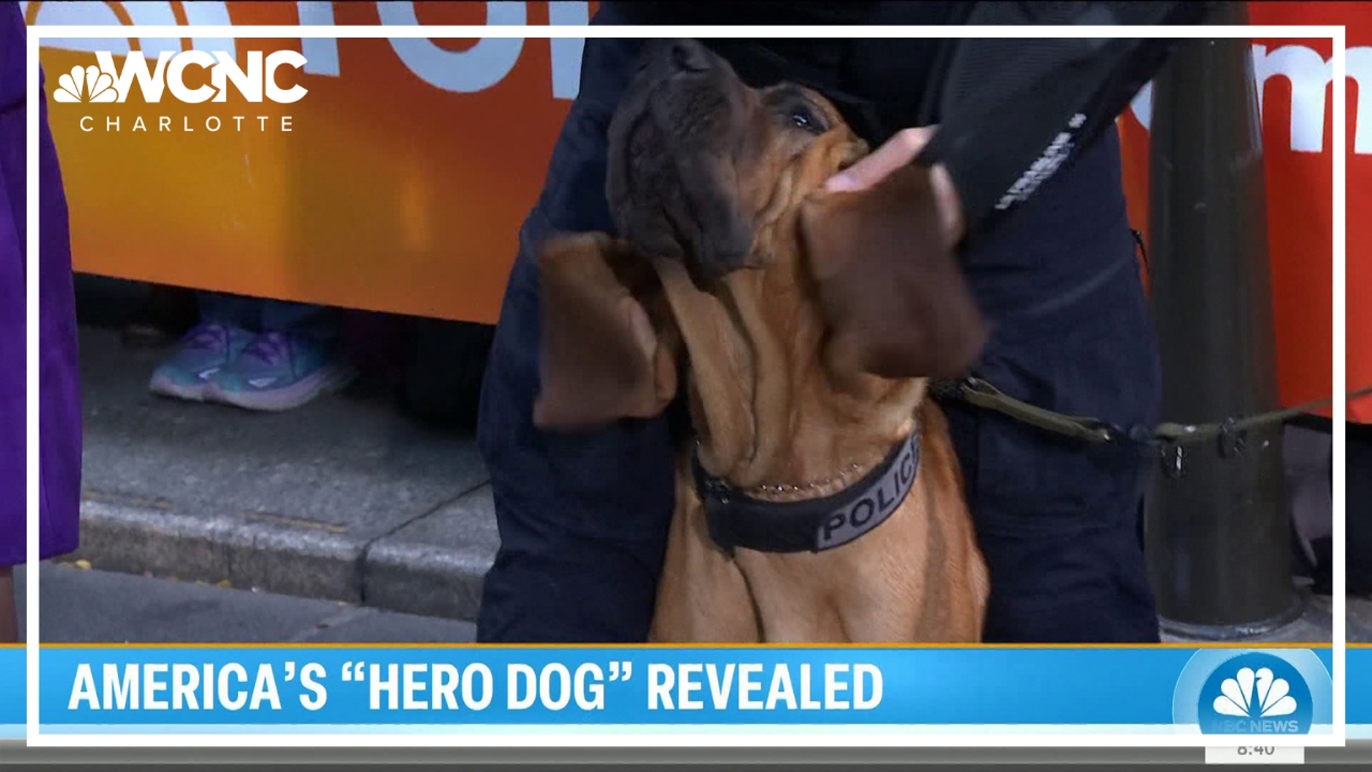 On the "Today" show Friday morning, Bo the bloodhound was named the Hero Dog Awards overall winner.