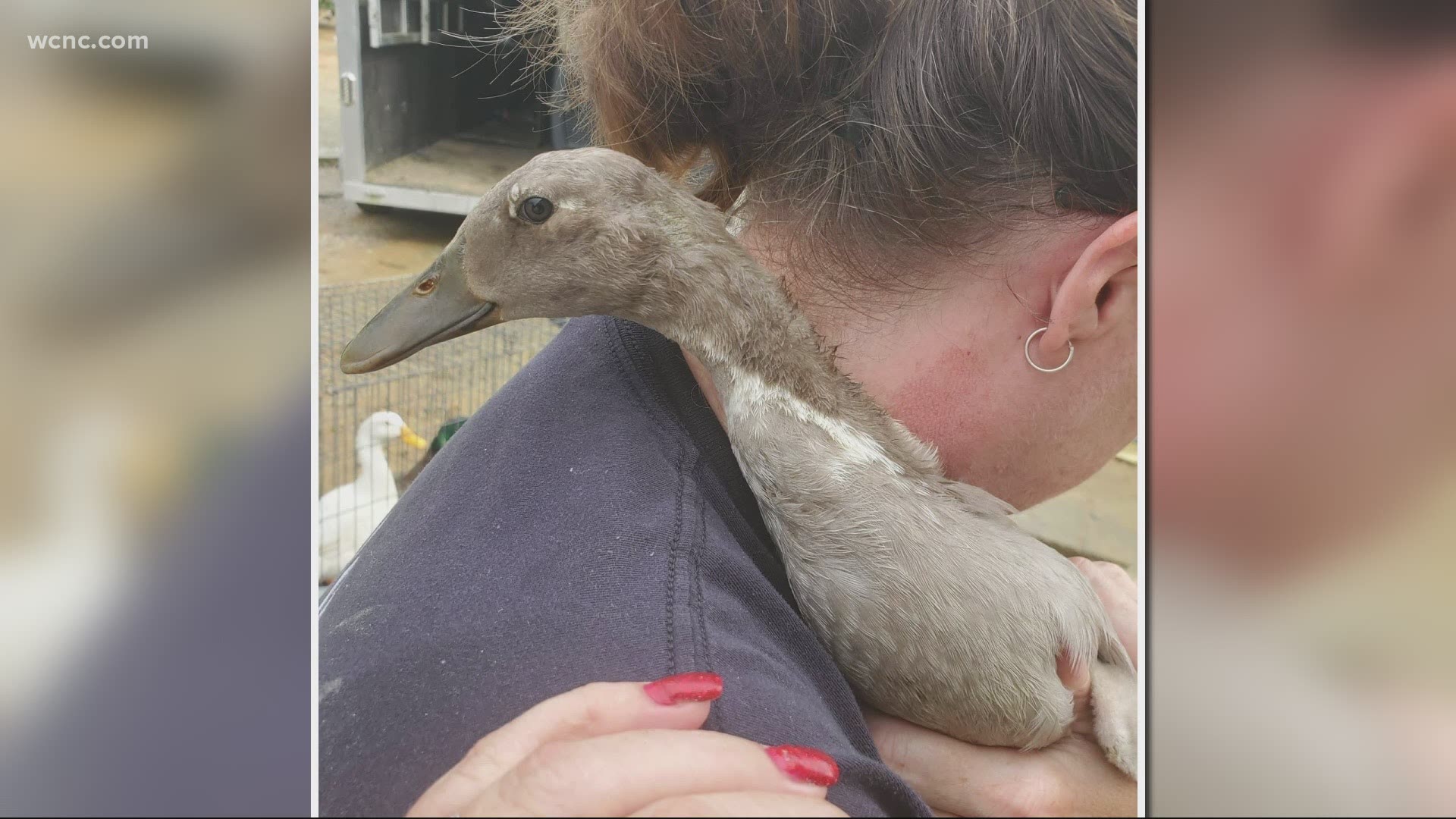 Dozens of ducks and geese, rescued from a Statesville Park after a series of disturbing animal abuse cases.