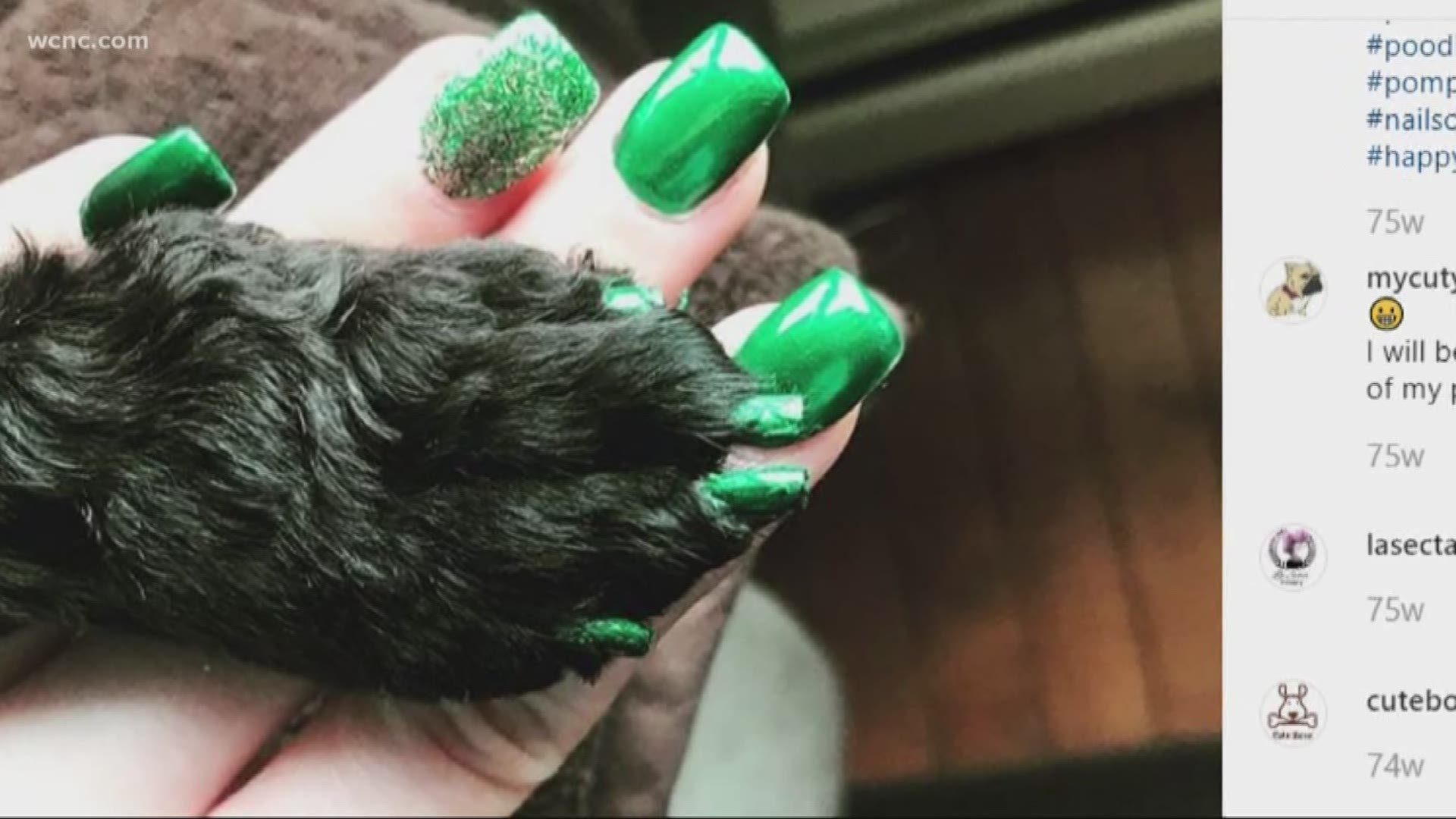 Talk about giving your dog an extra level of pampering. People are using #Pawlish to share photos of their matching pedicures with their pets.