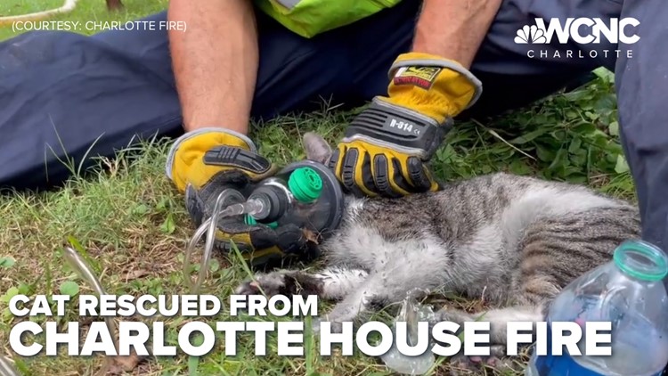 Family's cat rescued from house fire, Charlotte firefighters say