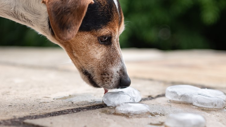 VERIFYING heat claims: Dogs eating ice cubes, water poisoning in people
