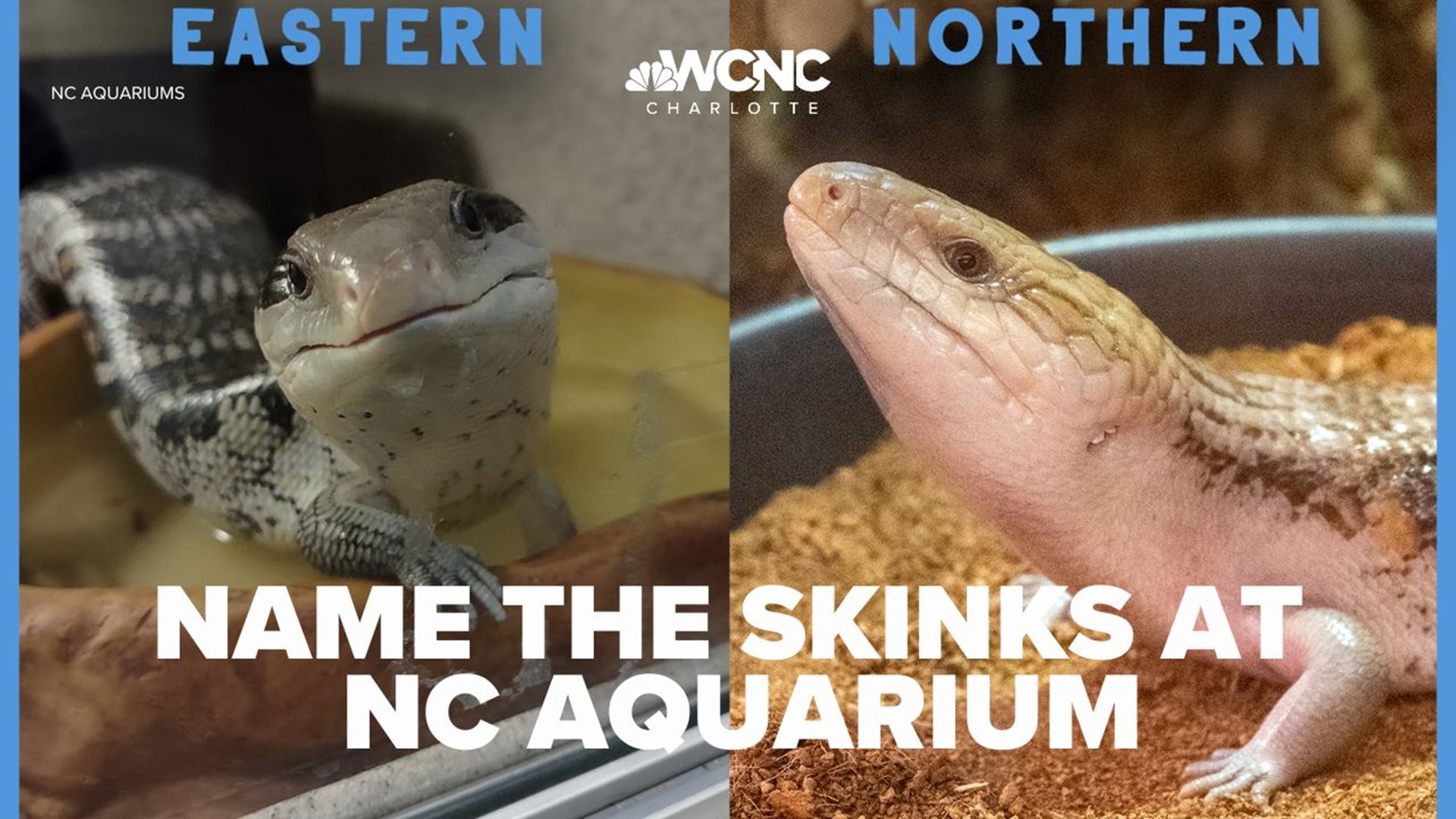 The Pine Knoll Shores Aquarium is asking people to help name two new blue-tongue skinks.