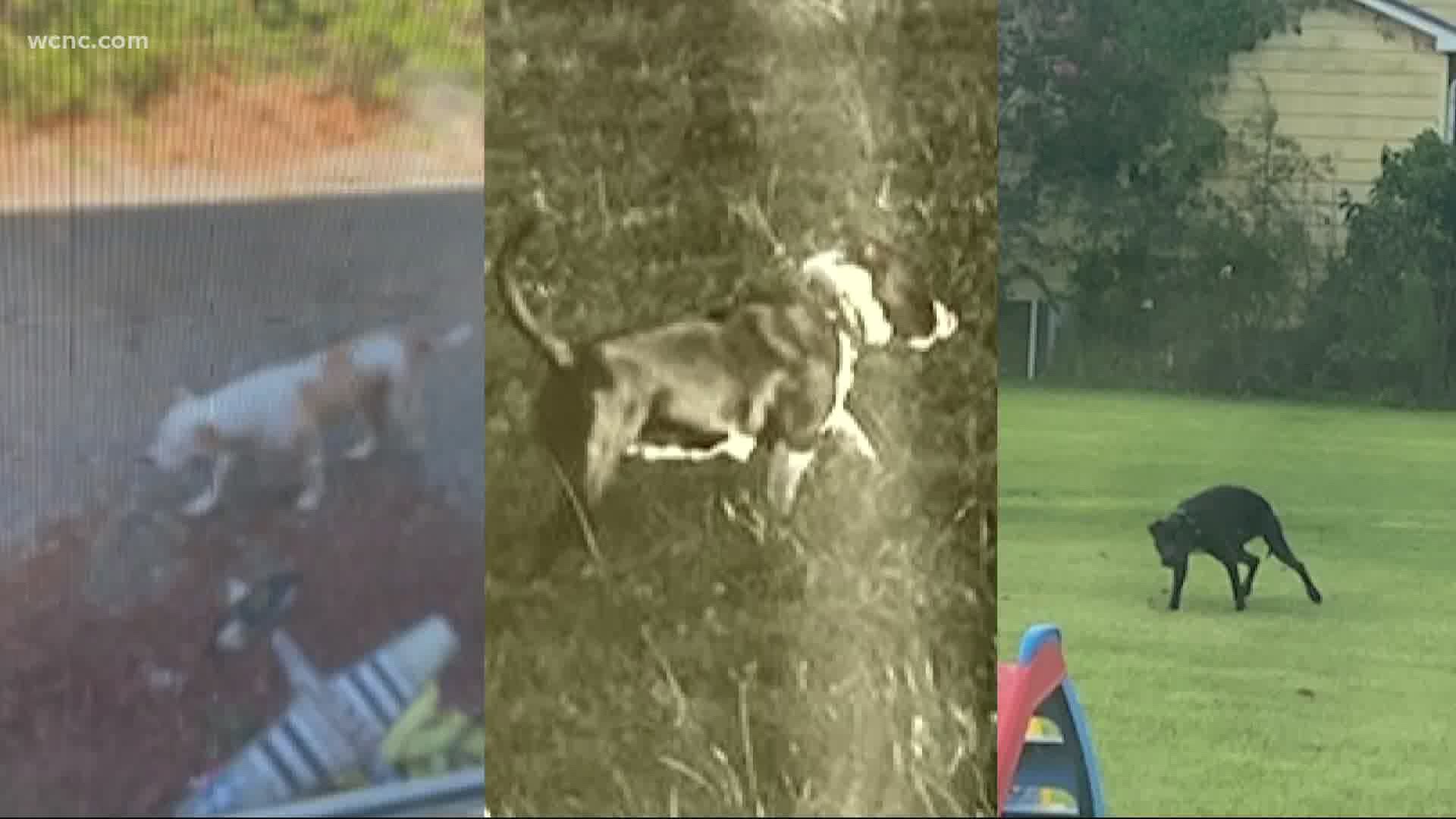A grandfather says he doesn't want to let his family outside because of a neighbor's loose dogs which have been spotted on his property numerous times.