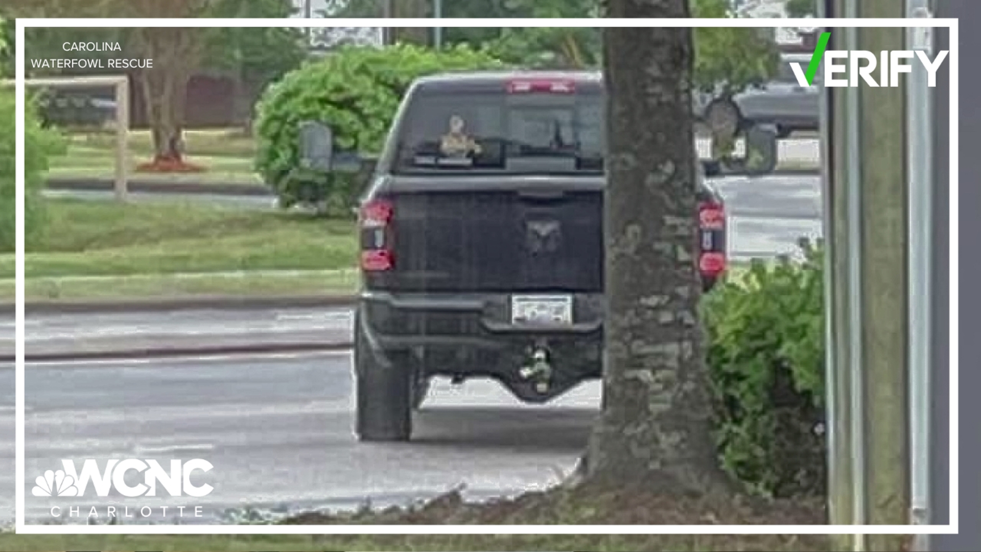 A Charlotte-area rescue released images, witnesses said, showed three people taking wild baby geese from their parents over the weekend.