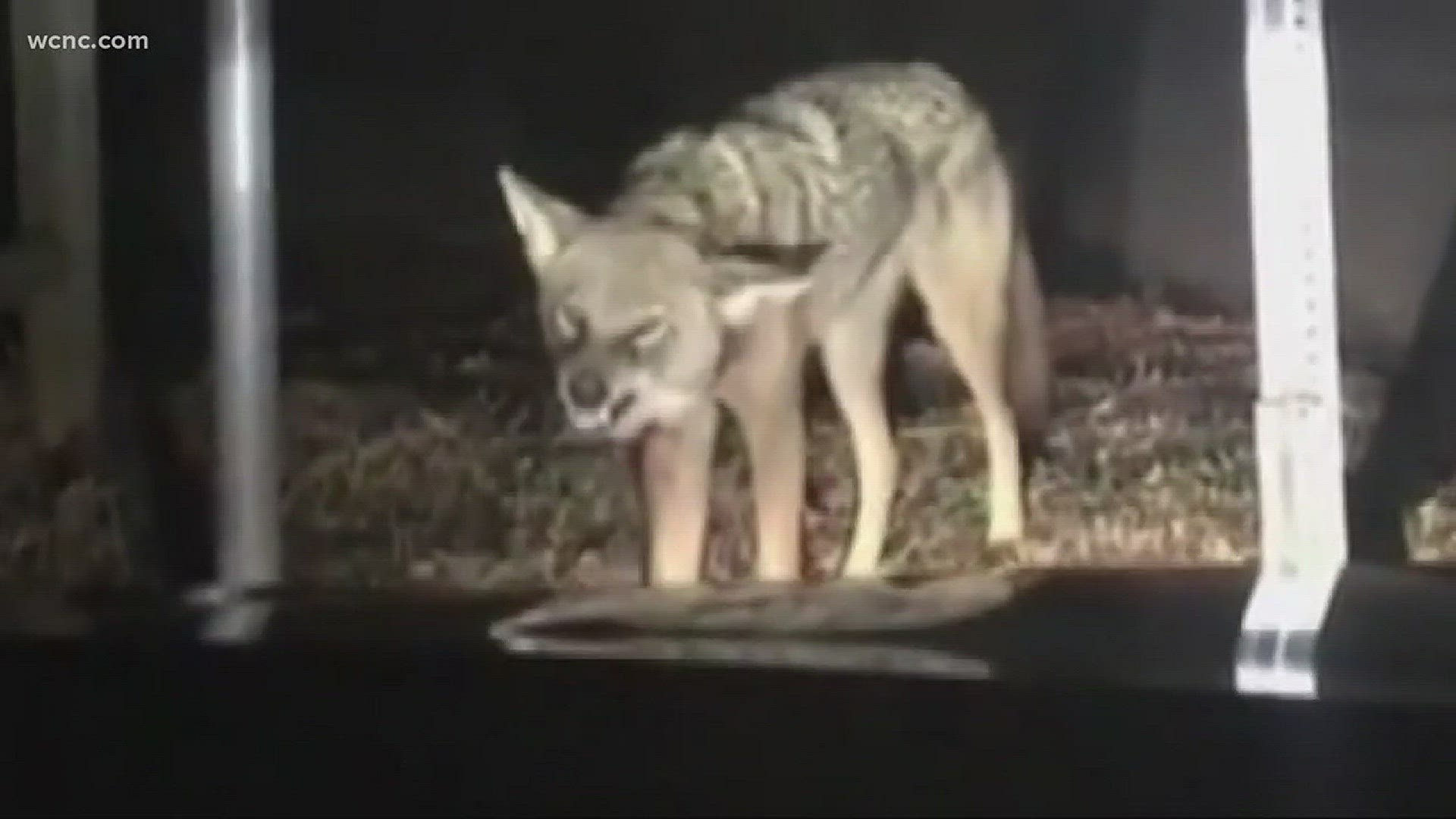 A vicious wild animal was caught on camera terrorizing a local neighborhood. A father was in the car with his two teenage daughters when they got into a stare down with an aggressive coyote.