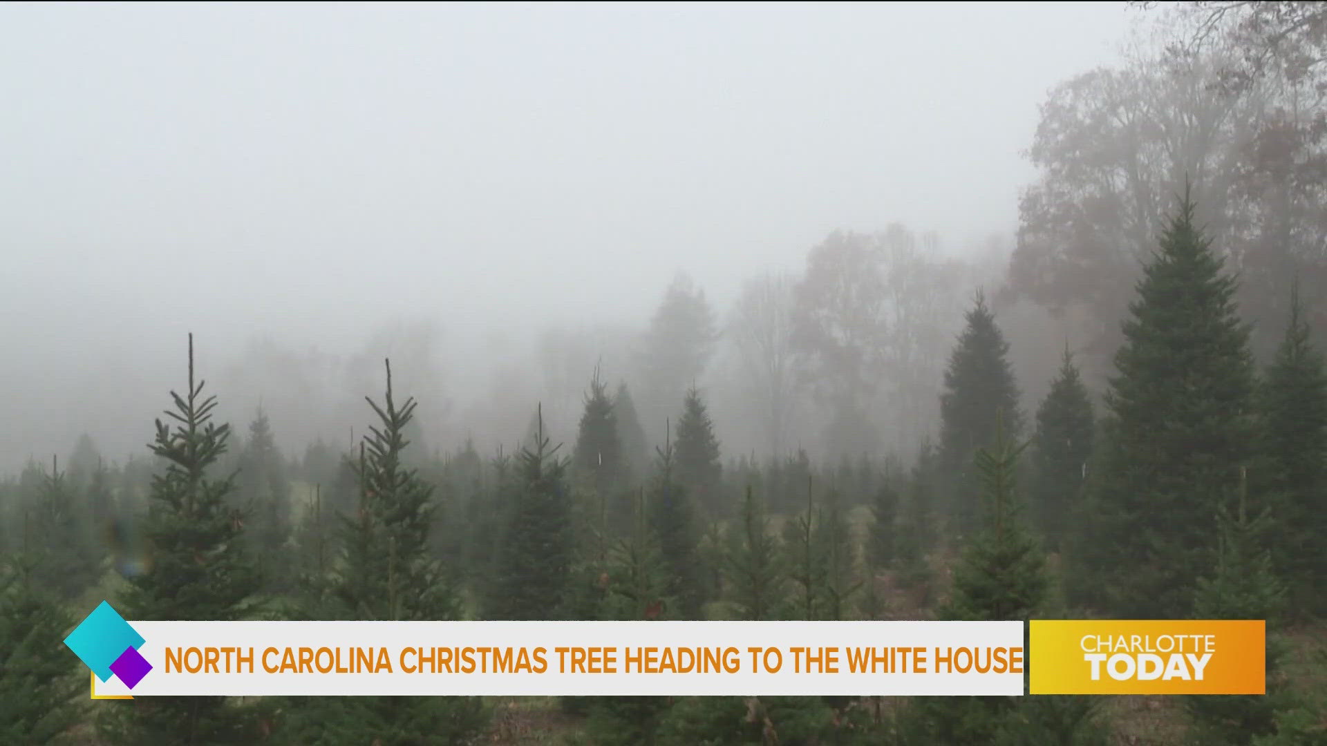 A North Carolina Christmas tree is heading to the White House