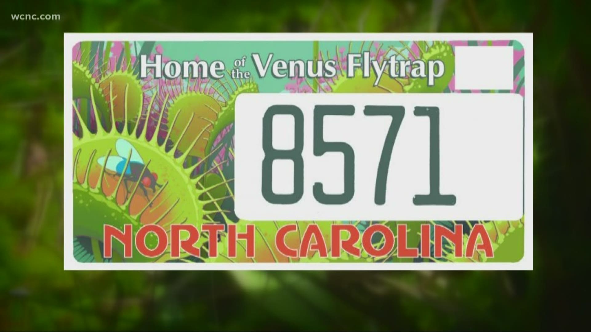 Conservationists are trying to save the world-famous venus flytrap. The carnivorous plant only grows in an area near Wilmington.