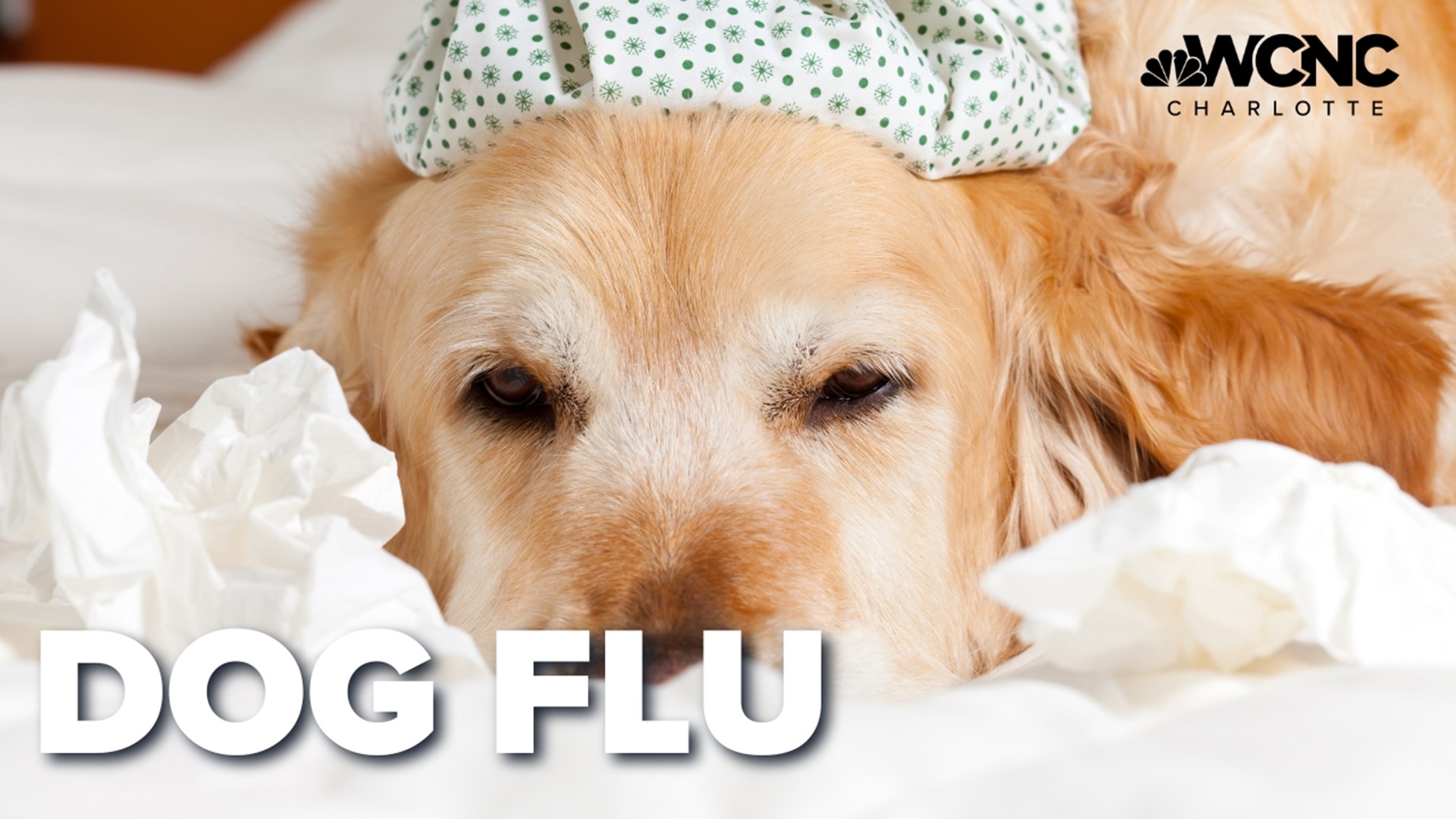 There is a serious and very contagious dog flu spreading through the Charlotte area.