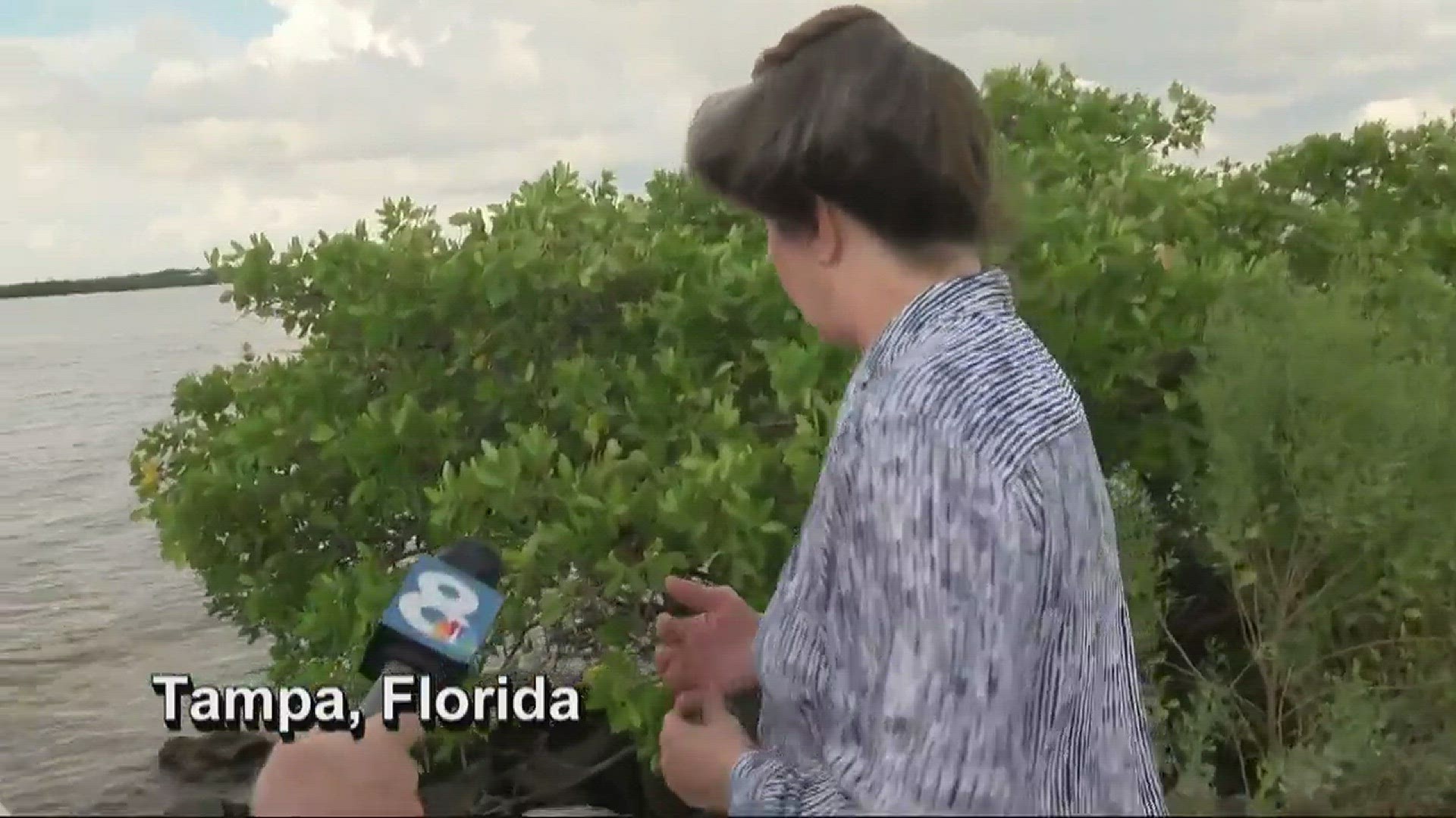 Residents living near Courtney Campbell Causeway say headless chickens, ducks and goats appear to be ritual sacrifices.