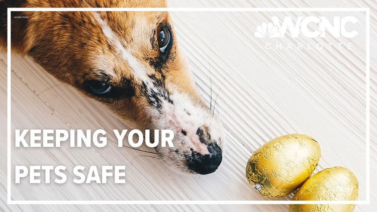 How to keep your pets safe during Easter