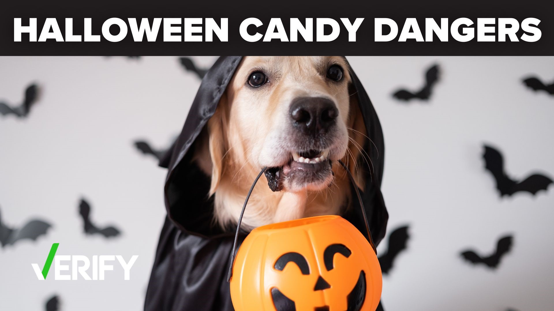 Halloween is coming up, and many families are gearing up for the big day. But there are some dangers when it comes to your pets.