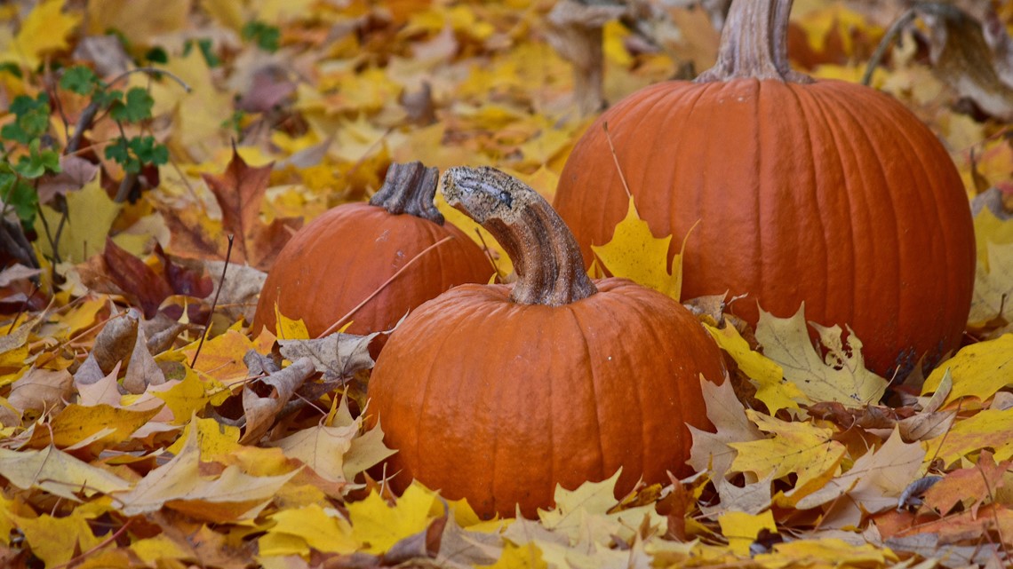 Networx: What to do with fallen leaves