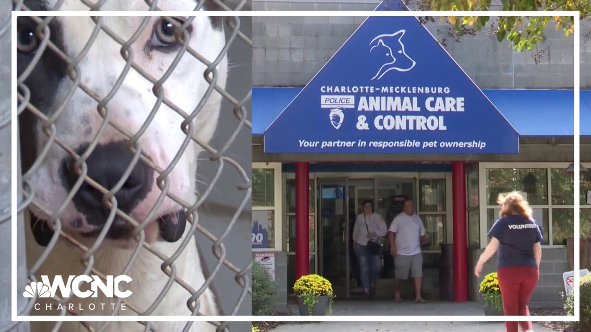 CMPD Animal Care & Control has an update as it works to renovate its shelter.