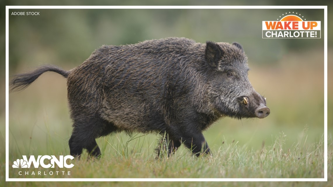 North Carolina has a growing wild boar issue, report shows | wcnc.com