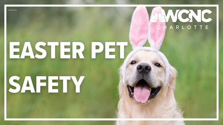 Keep your pets safe during Easter holiday