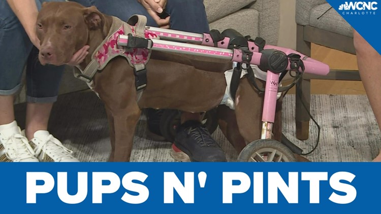 Pups N' Pints Saturday, September 24th in Waxhaw
