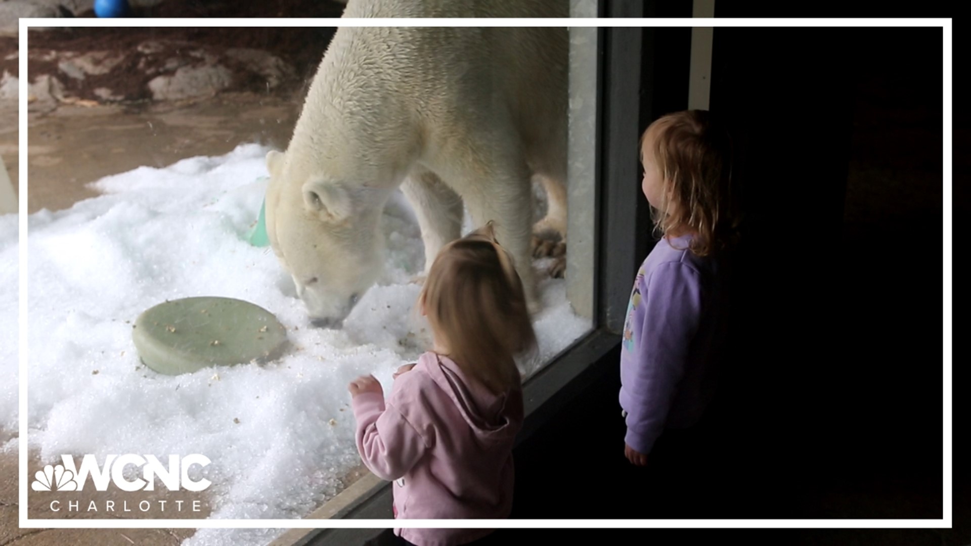 Emily and Maya Tomaska visit Anana the Polar Bear at the North Carolina Zoo