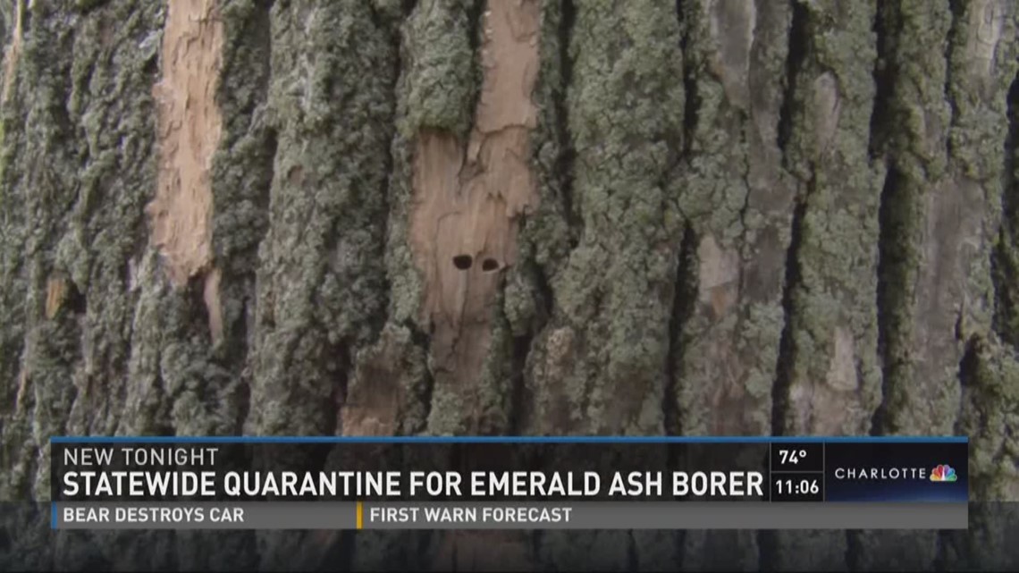 Statewide quarantine for Emerald Ash Borer