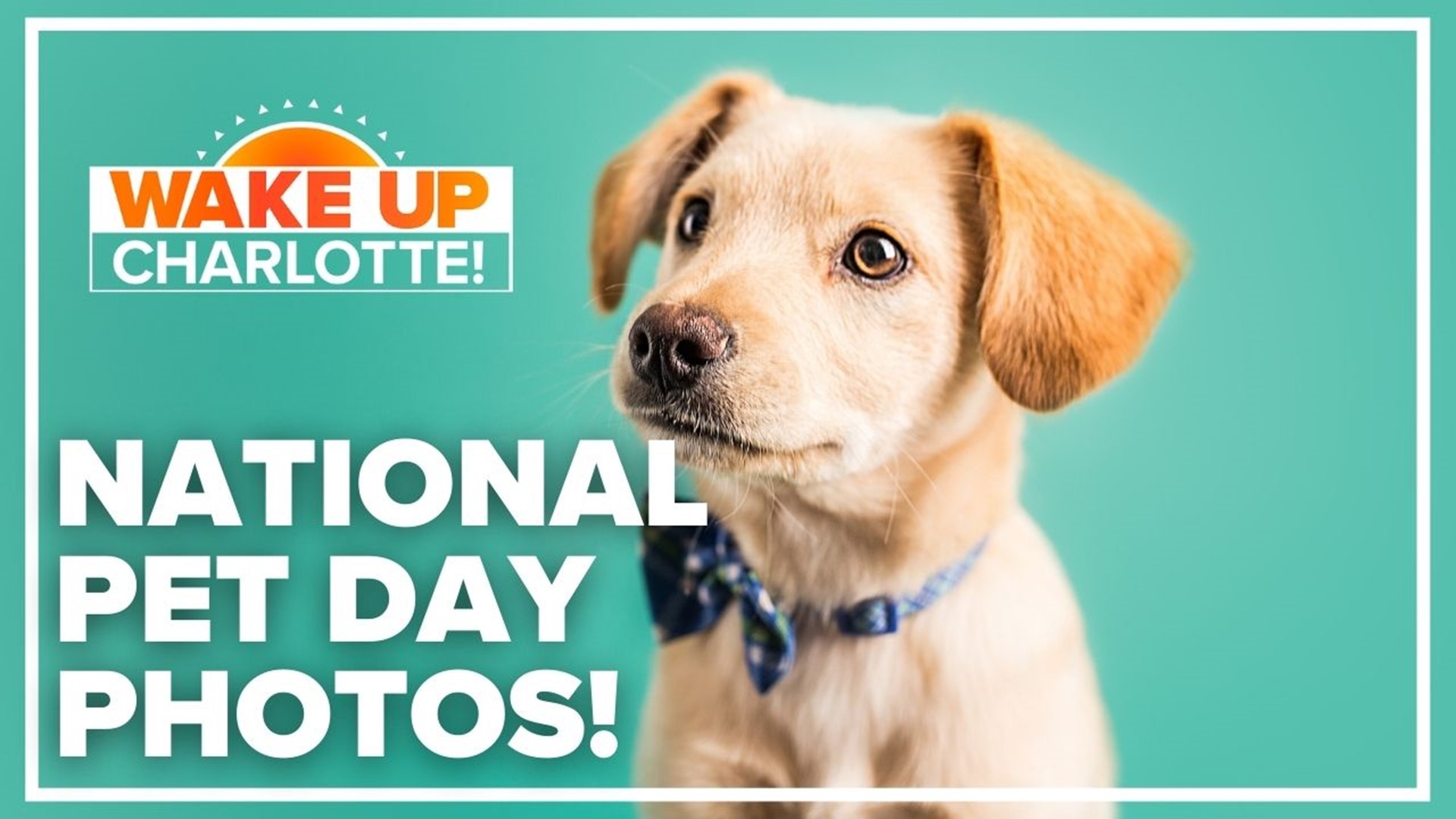 Monday, April 11, is National Pet Day! We're celebrating with our furry friends all day long.