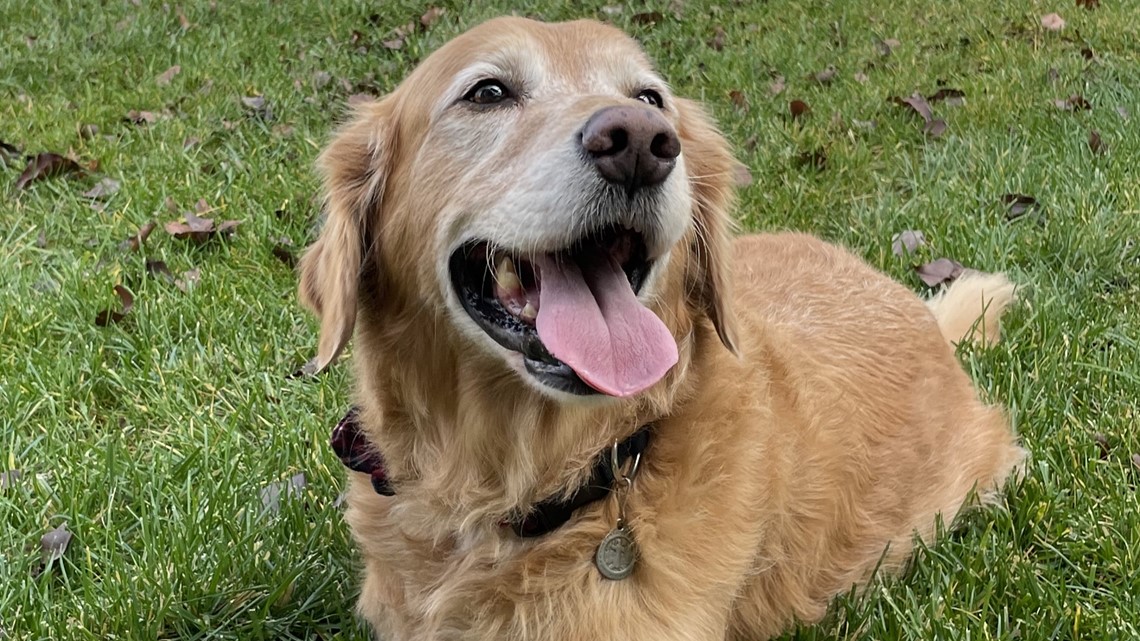 High schoolers make prosthetic for dog who lost leg to cancer | wcnc.com