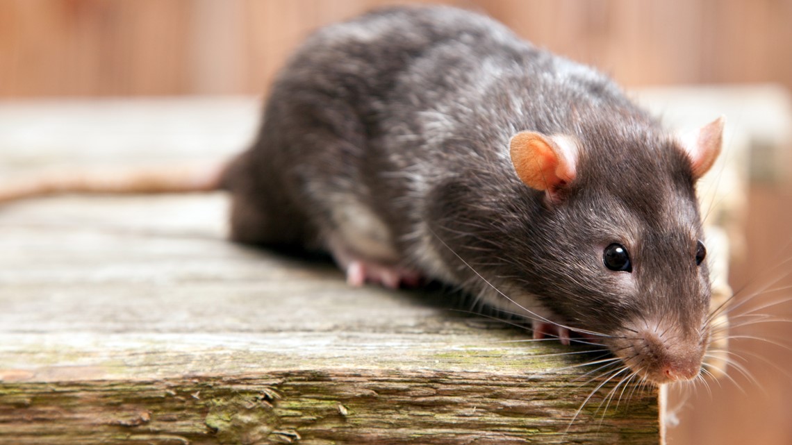 Charlotte Is One Of The Rattiest Cities In The US | Wcnc.com