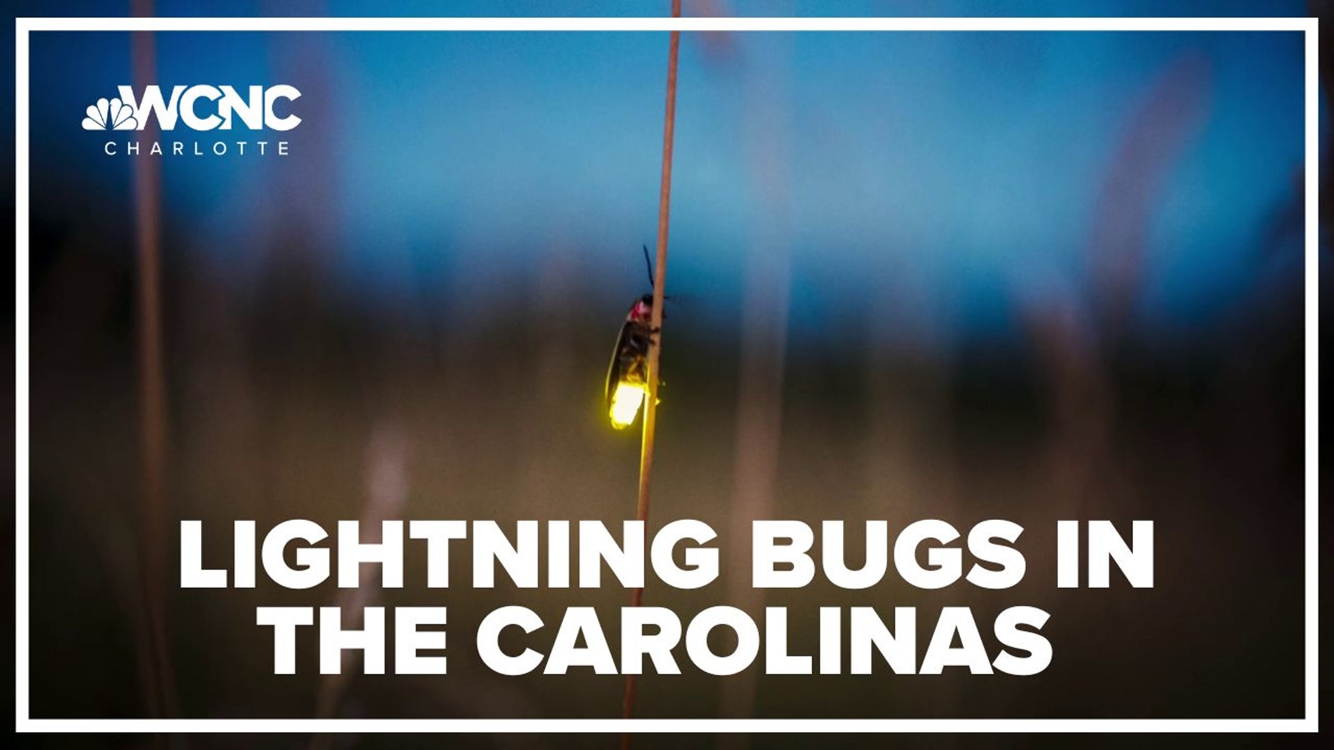 Whether you call them lightning bugs or fireflies, they're finally beginning to appear
