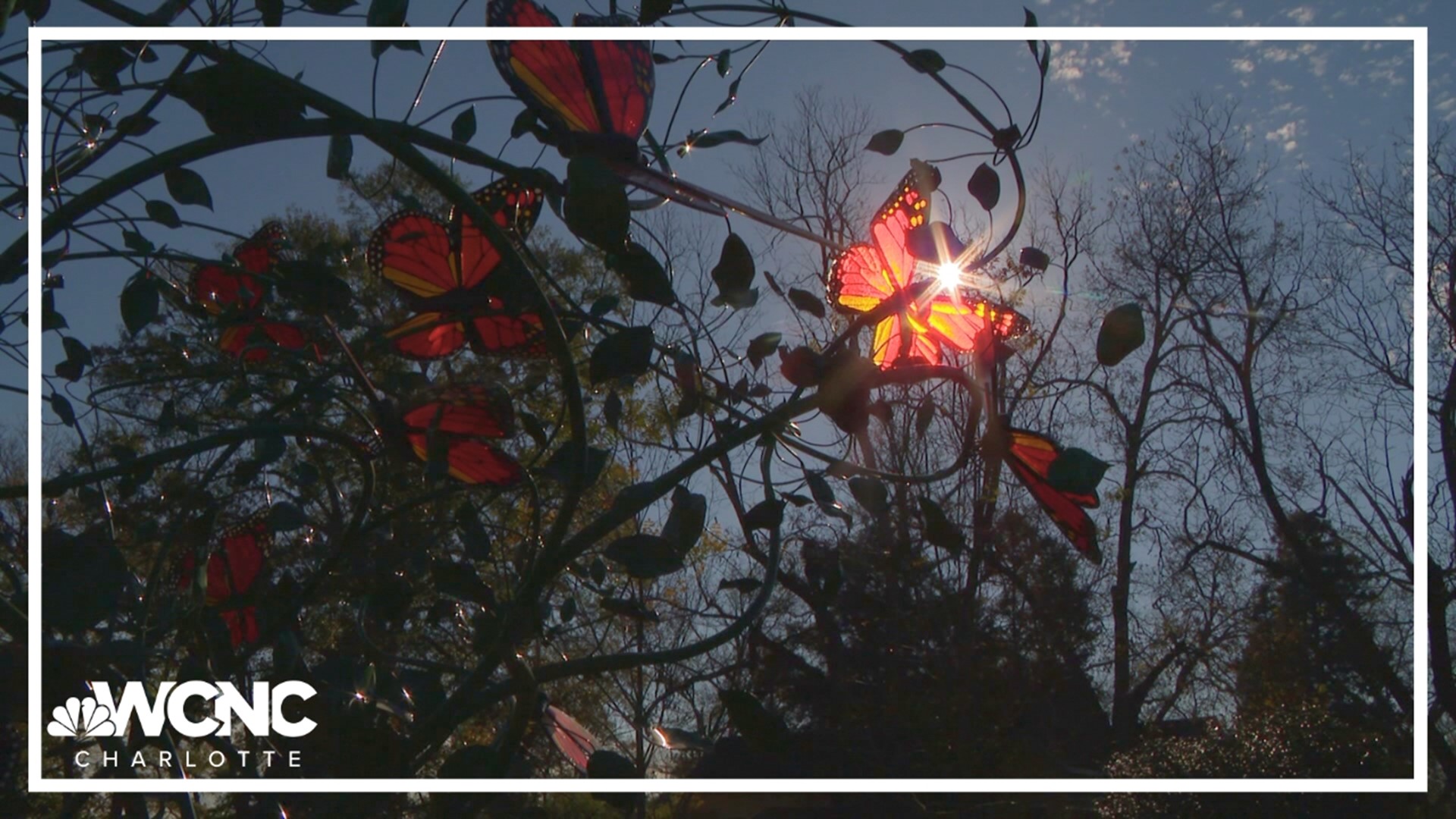 Rosalynn Carter's passion for butterflies lives on at the Rosalynn Carter Butterfly Garden, located next door to the firmer first lady's childhood home.